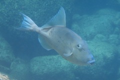 Finescale Triggerfish photo 3