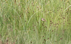 Cisticola cinnamomeus