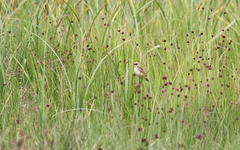 Cisticola cinnamomeus