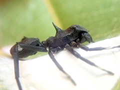 Aphantochilus