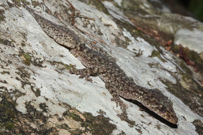 Mount Ossa Broad-Tailed Gecko