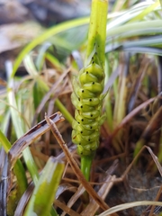 Phyllospadix serrulatus