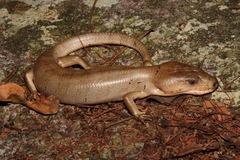 Cyclodomorphus gerrardii