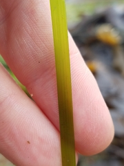 Phyllospadix serrulatus