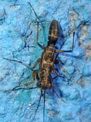 Mantoida