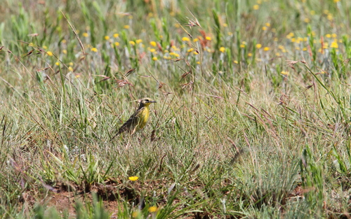 Gelbbrustpieper (Hemimacronyx chloris)