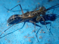 Mantoida