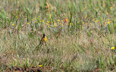 Hemimacronyx chloris