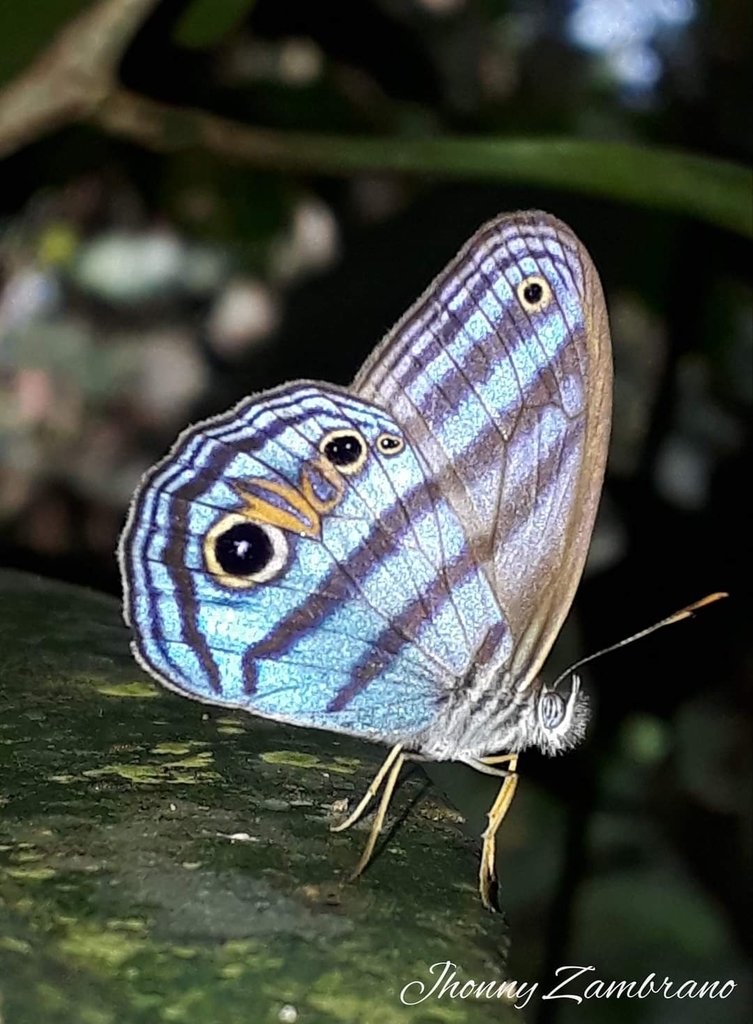 Chloreuptychia