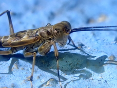 Mantoida