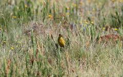 Hemimacronyx chloris