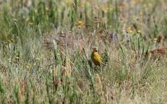 Hemimacronyx chloris