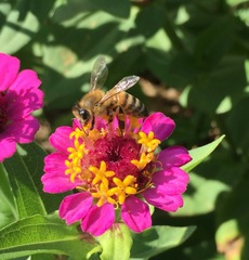 Apis mellifera