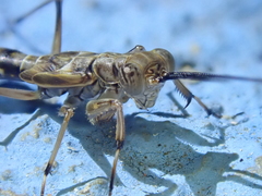 Mantoida