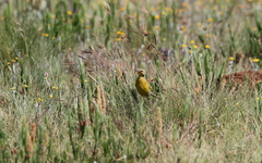 Hemimacronyx chloris