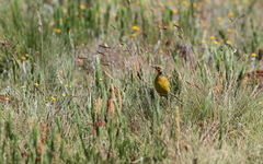 Hemimacronyx chloris