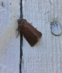 Denticucullus pygmina