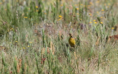 Hemimacronyx chloris