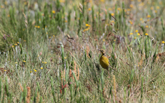 Hemimacronyx chloris