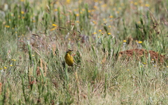 Hemimacronyx chloris