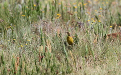 Hemimacronyx chloris