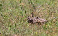 Cisticola ayresii