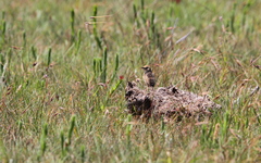Cisticola ayresii