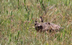 Cisticola ayresii