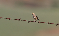 Cisticola ayresii