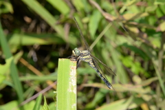 Orthetrum albistylum
