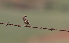 Cisticola ayresii