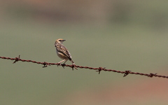Cisticola ayresii