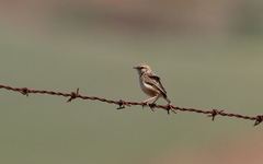 Cisticola ayresii