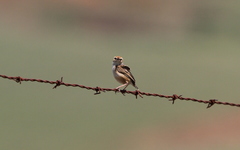 Cisticola ayresii