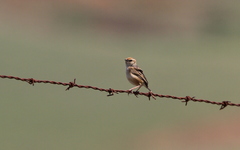 Cisticola ayresii