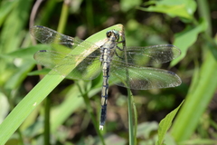 Orthetrum albistylum