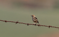 Cisticola ayresii