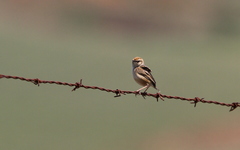 Cisticola ayresii
