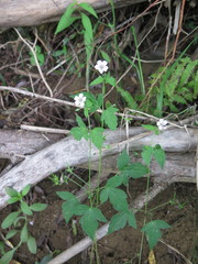 Geranium wilfordii