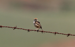 Cisticola ayresii