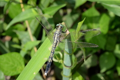 Orthetrum albistylum
