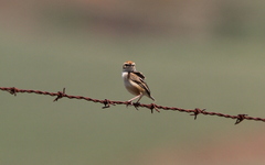 Cisticola ayresii
