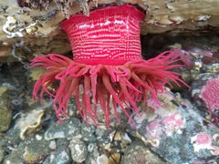 Cribrinopsis albopunctata