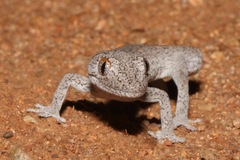 Strophurus williamsi