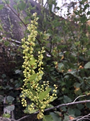 Muehlenbeckia rhyticarya