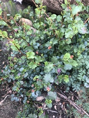 Muehlenbeckia rhyticarya