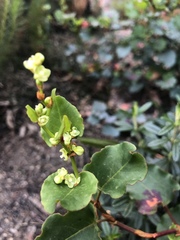 Muehlenbeckia rhyticarya