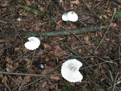 Leucoagaricus nympharum