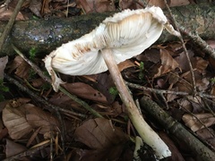Leucoagaricus nympharum