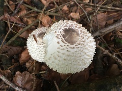 Leucoagaricus nympharum
